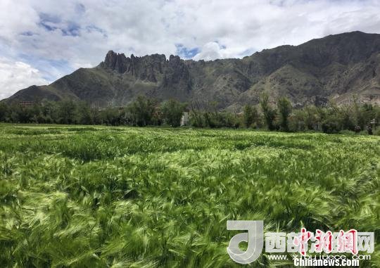2017年西藏青稞總產(chǎn)量達(dá)到79萬噸，占糧食總產(chǎn)量的77%。圖為西藏青稞?！⊥跤窳?攝