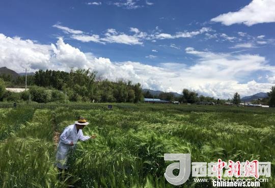 西藏與9家國(guó)家重點(diǎn)實(shí)驗(yàn)室合力促青稞增產(chǎn)、牦牛育肥
