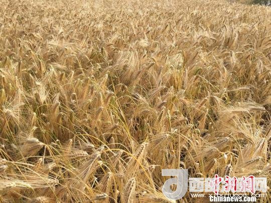 2017年西藏青稞種植面積達(dá)210多萬畝，占糧食播種面積的75%。圖為成熟期的青稞。　王玉林 攝