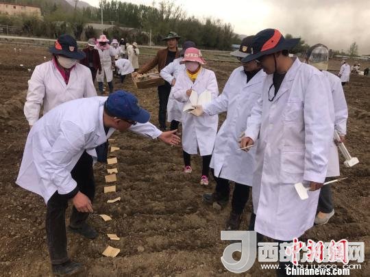 圖為研究員實(shí)地調(diào)研青稞生長(zhǎng)土壤。　王玉林 攝