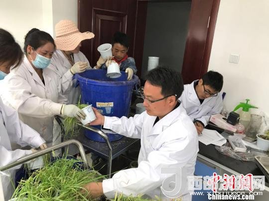 圖為研究員正在調(diào)查青稞感染白粉病情況?！⊥跤窳?攝