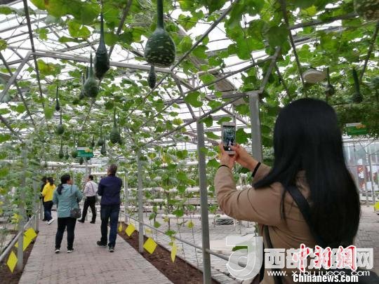 山西省郵政管理局積極推動“一市一品”農(nóng)特產(chǎn)品進(jìn)城項目。 資料圖 楊杰英 攝