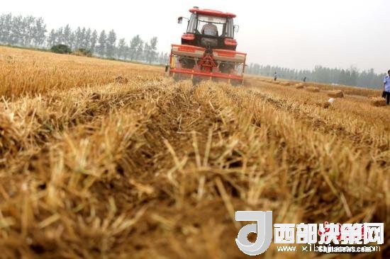 資料圖：收割機進(jìn)行機械化收割。<a target='_blank'  data-cke-saved- >中新社</a>記者 王中舉 攝