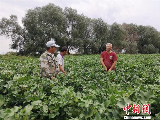 遠改忠在棉花地里為連隊職工分享種植經(jīng)驗?！“叉陆?攝