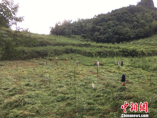 貴州同威生物科技有限公司天麻種植基地?！≈軏?攝