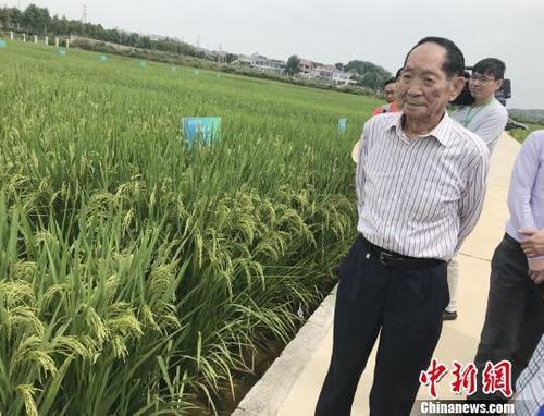 資料圖：袁隆平正在田間察看水稻生長情況。 唐小晴 攝